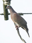 Pale-vented Pigeon    Patagioenas cayennensis