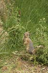 Persian Squirrel   Sciurus anomalus