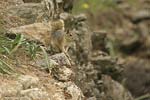 Persian Squirrel   Sciurus anomalus