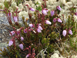 Blue Mountain Heath    Phyllodoce caerulea 