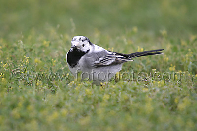     Motacilla alba