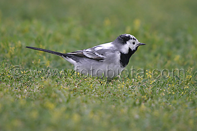     Motacilla alba