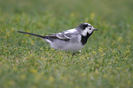 Pied Wagtail   Motacilla alba