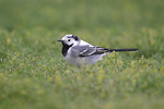 Pied Wagtail   Motacilla alba