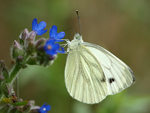 Green-veined White    26.Pieris napi