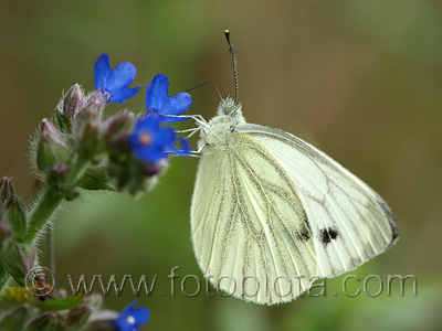 Pieris napi    Pieris napi