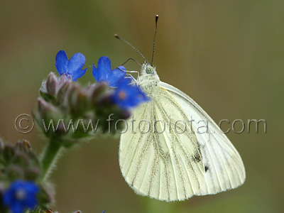 Pieris napi    Pieris napi