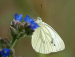 Green-veined White    