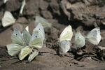 Small White    25.Pieris rapae