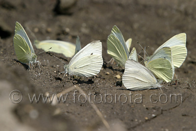      Pieris rapae