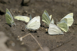 Рапична пеперуда    Pieris rapae