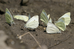 Small White    Pieris rapae