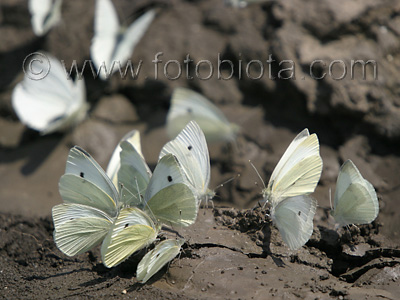      Pieris rapae