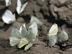 Small White    Pieris rapae