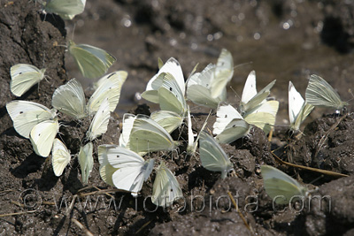      Pieris rapae