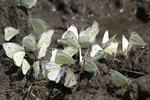 Small White    Pieris rapae