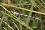 White-legged Damselfly    10.Platycnemis pennipes