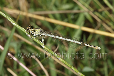 Platycnemis pennipes    Platycnemis pennipes