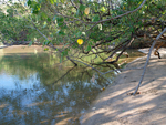 Las Baulas National Marine Park   