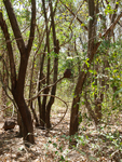 Las Baulas National Marine Park   