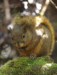 Poas Squirrel    Syntheosciurus brochus