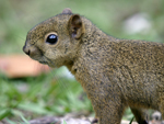 Poas Squirrel    Syntheosciurus brochus