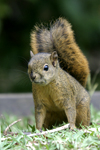 Poas Squirrel    Syntheosciurus brochus