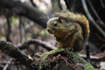 Poas Squirrel    Syntheosciurus brochus