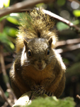 Poas Squirrel    Syntheosciurus brochus