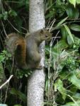 Poas Squirrel    Syntheosciurus brochus