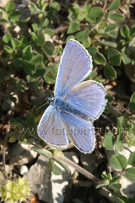      Polyommatus icarus 