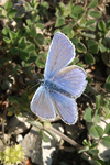 Common Blue    Polyommatus icarus 