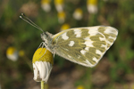 Eastern Bath White    30.Pontia edusa