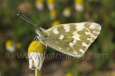 Pontia edusa    Pontia edusa