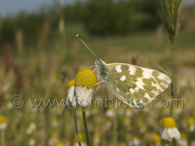 Pontia edusa    Pontia edusa