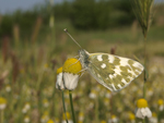 Pontia edusa    