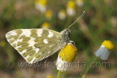 Pontia edusa    Pontia edusa