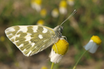 Eastern Bath White    Pontia edusa