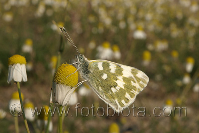 Pontia edusa    Pontia edusa