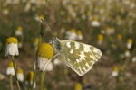 Pontia edusa    Pontia edusa