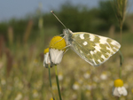 Eastern Bath White    