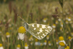 Eastern Bath White    