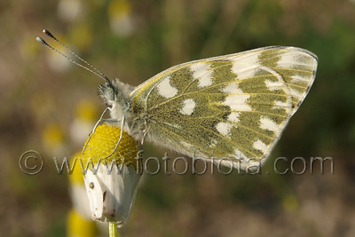 Pontia edusa    Pontia edusa