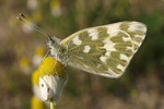 Eastern Bath White    Pontia edusa