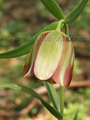     Fritillaria pontica