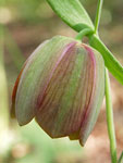 Pontic Fritillary   