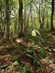 Pontic Fritillary   Fritillaria pontica