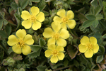 Grey Cinquefoil    Potentilla cinerea