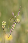 Praying Mantid   13.Empusa fasciata