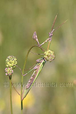     Empusa fasciata